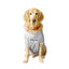 Ruse XX-Small (Chihuahuas, Papillons) / White Ruse Basic Crew Neck "The Birthday Dude" Printed Half Sleeves Dog Tee3