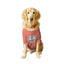 Ruse XX-Small (Chihuahuas, Papillons) / Salmon Ruse Basic Crew Neck "World's Best Sister" Printed Half Sleeves Dog Tee