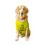 Ruse / i-just-want-to-hang-with-my-human-crew-neck-dog-tee / Yellow