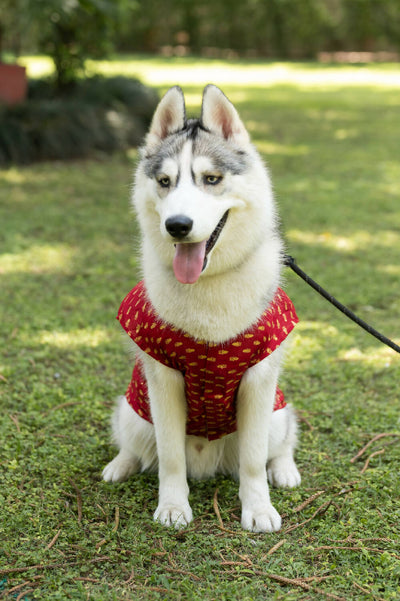 Petsnugs - Traditional Red Printed Kurta for Dogs & Cats